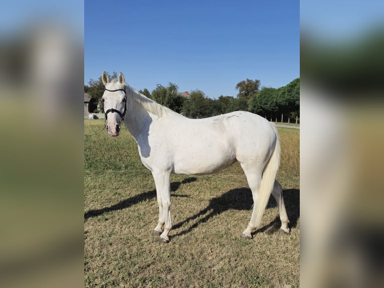 Pony Felinski Yegua 5 años 145 cm Atigrado/Moteado in Nowiny