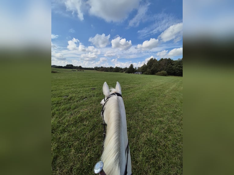 Pony Felinski Yegua 6 años 145 cm Atigrado/Moteado in Nowiny