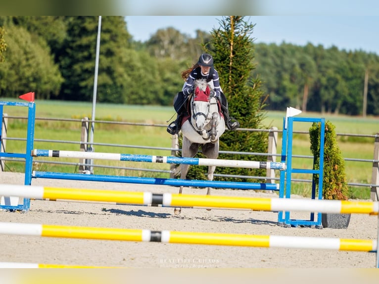 Pony Felinski Yegua 9 años 145 cm Tordo in Zagórów