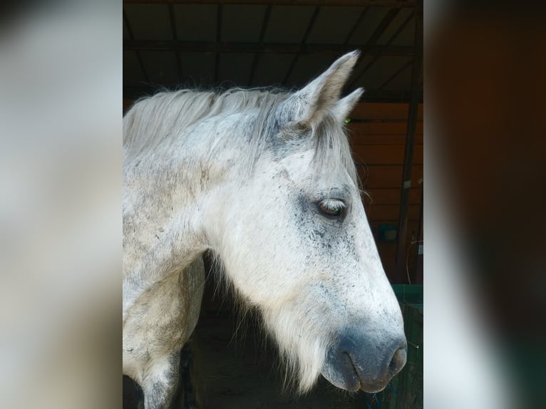 Pony Fell Castrone 10 Anni 134 cm Grigio in St.Nikolau