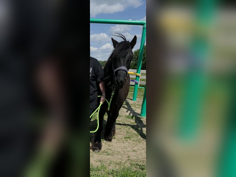 Pony Fell Castrone 10 Anni 136 cm Morello in Wittenberge