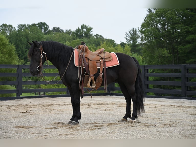 Pony Fell Castrone 11 Anni 142 cm Morello in Batesville