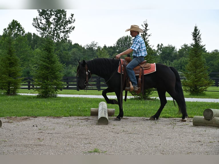Pony Fell Castrone 11 Anni 142 cm Morello in Batesville