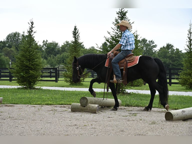 Pony Fell Castrone 11 Anni 142 cm Morello in Batesville