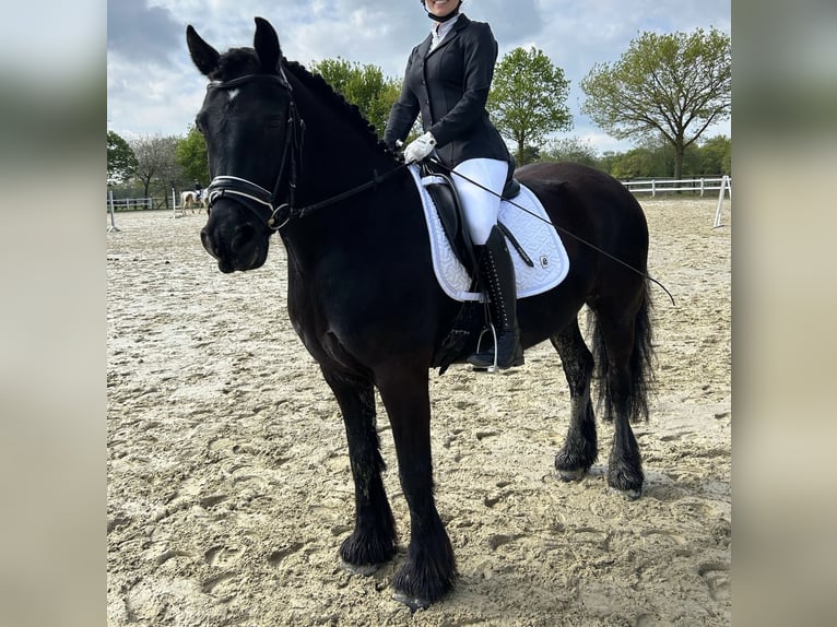 Pony Fell Castrone 12 Anni 148 cm Morello in Alpen