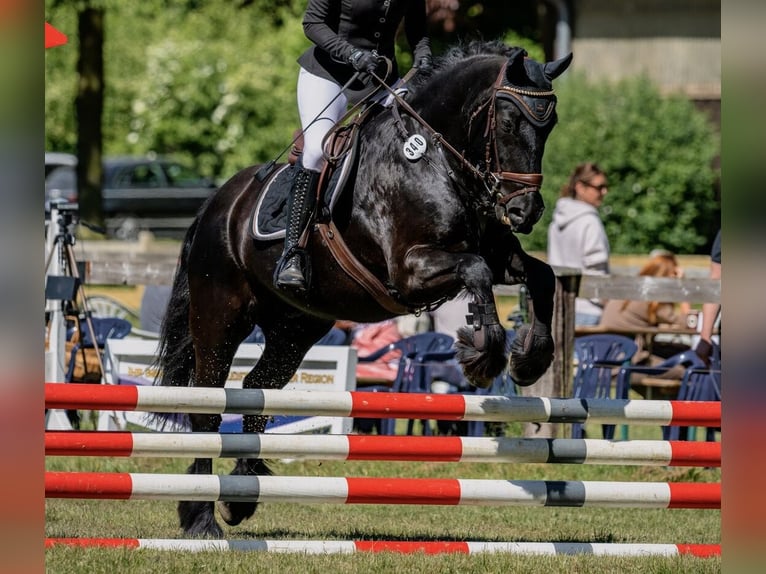 Pony Fell Castrone 12 Anni 152 cm Morello in Alpen
