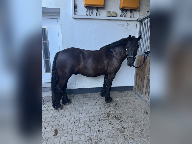 Pony Fell Castrone 12 Anni 152 cm Morello in Alpen