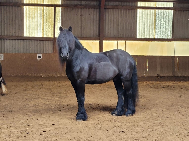 Pony Fell Castrone 13 Anni 147 cm Morello in Eppenrod
