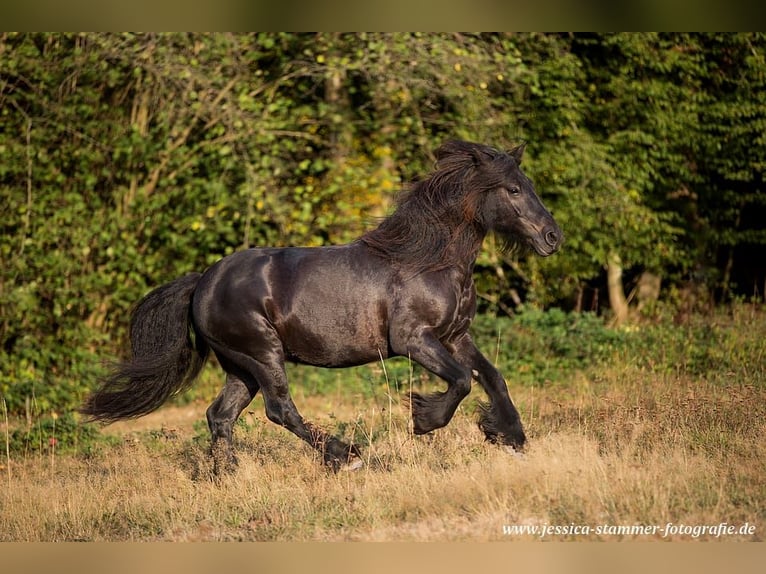 Pony Fell Castrone 13 Anni 147 cm Morello in Eppenrod