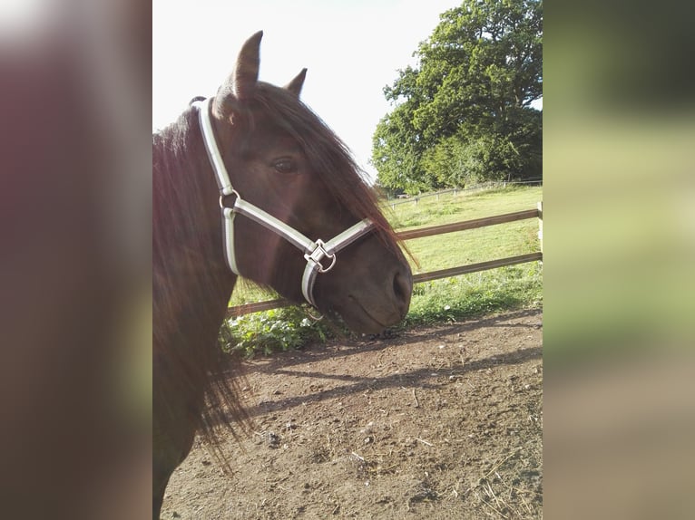 Pony Fell Castrone 14 Anni 147 cm Morello in Eppenrod