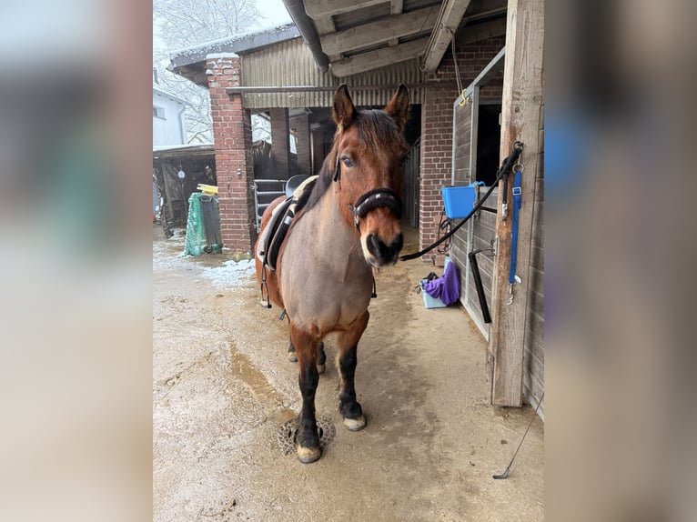 Pony Fell Castrone 18 Anni 144 cm Baio in SprockhövelSprockhövel