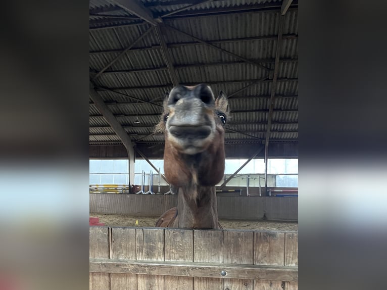 Pony Fell Castrone 18 Anni 144 cm Baio in SprockhövelSprockhövel