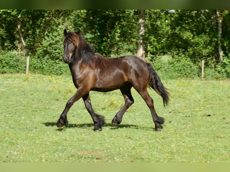 Pony Fell Castrone 1 Anno 139 cm Morello in Eastermar