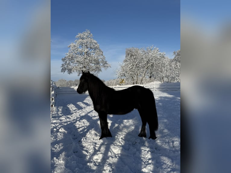 Pony Fell Castrone 3 Anni 144 cm Morello in Bargstedt