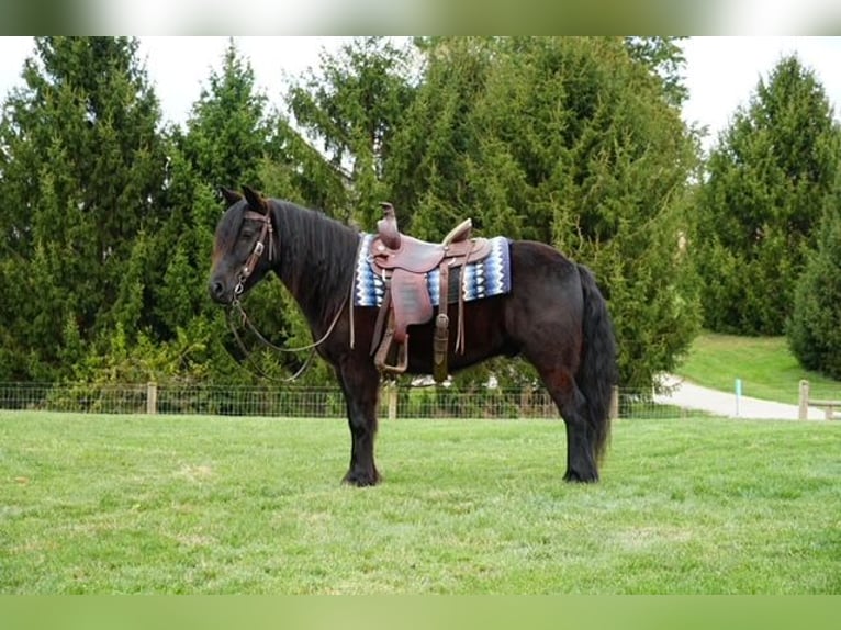 Pony Fell Castrone 4 Anni Morello in Wooster