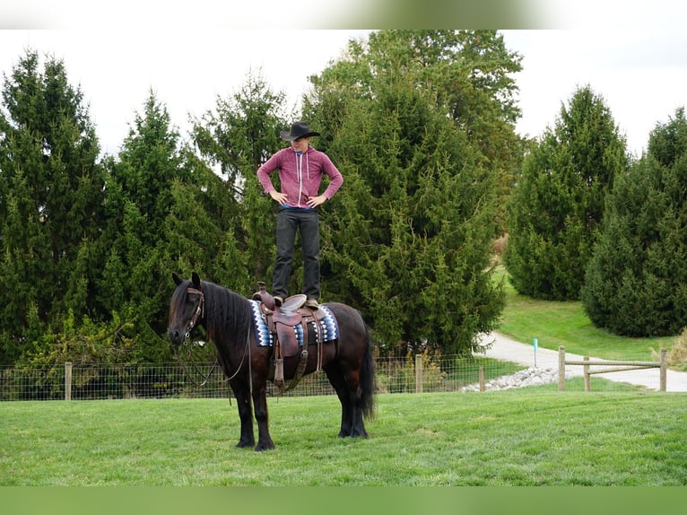 Pony Fell Castrone 5 Anni 140 cm Morello in Wooster