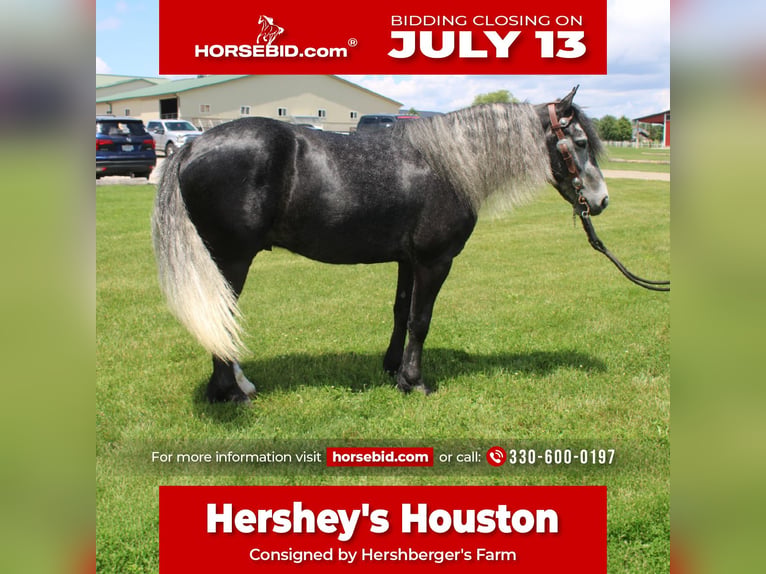 Pony Fell Mix Castrone 5 Anni 142 cm Grigio in Millersburg