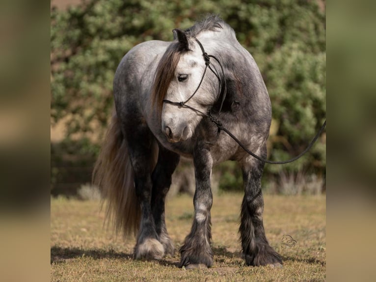 Pony Fell Castrone 8 Anni 142 cm Grigio pezzato in Bitterwater CA