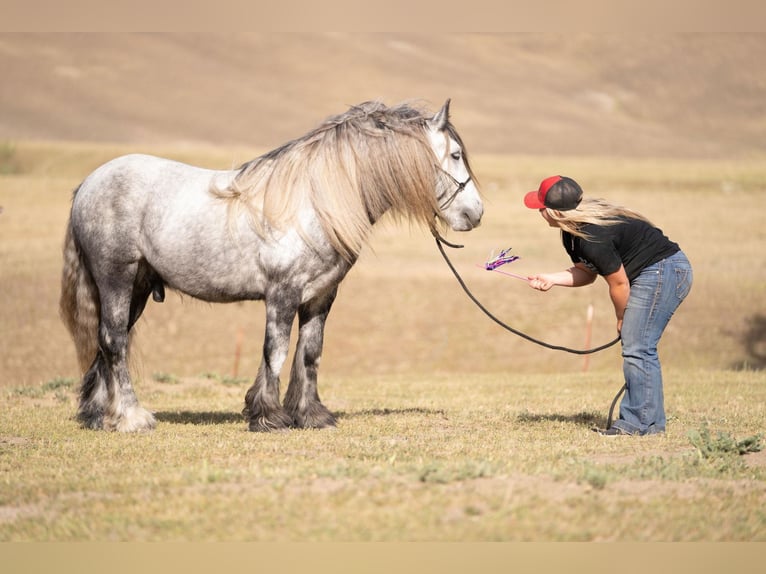 Pony Fell Castrone 8 Anni 142 cm Grigio pezzato in Bitterwater CA