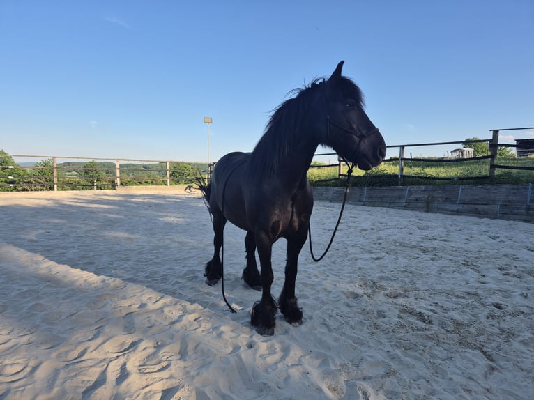 Pony Fell Castrone 8 Anni 145 cm Morello in Müglitztal