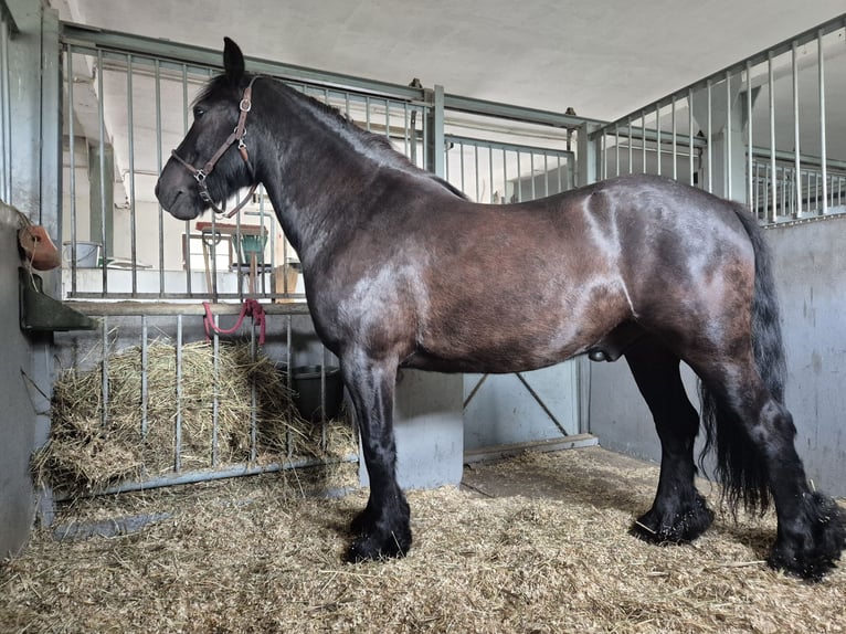 Pony Fell Castrone 8 Anni 145 cm Morello in Müglitztal