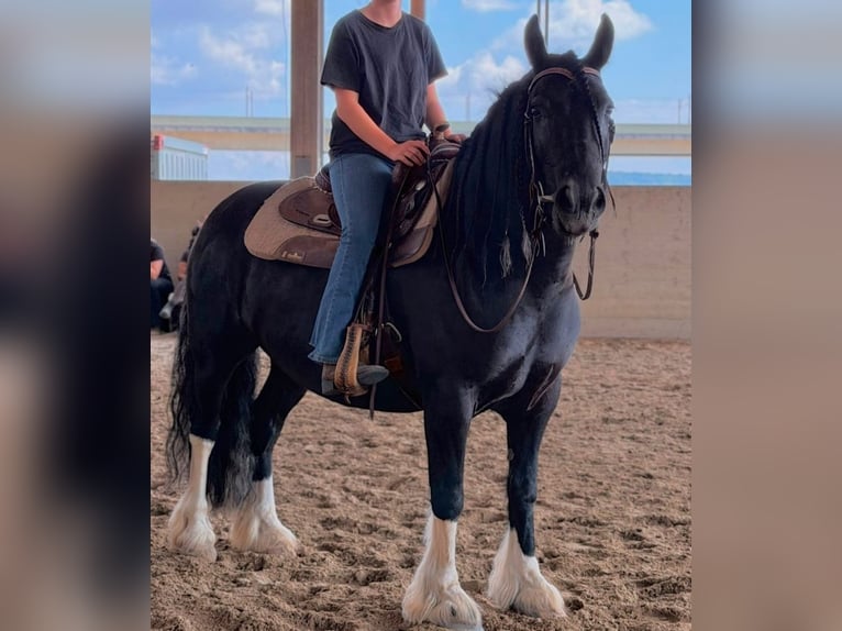 Pony Fell Mix Castrone 8 Anni 146 cm Morello in Oberelsbach