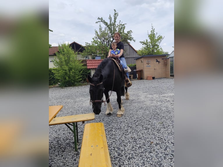 Pony Fell Mix Castrone 8 Anni 146 cm Morello in Oberelsbach