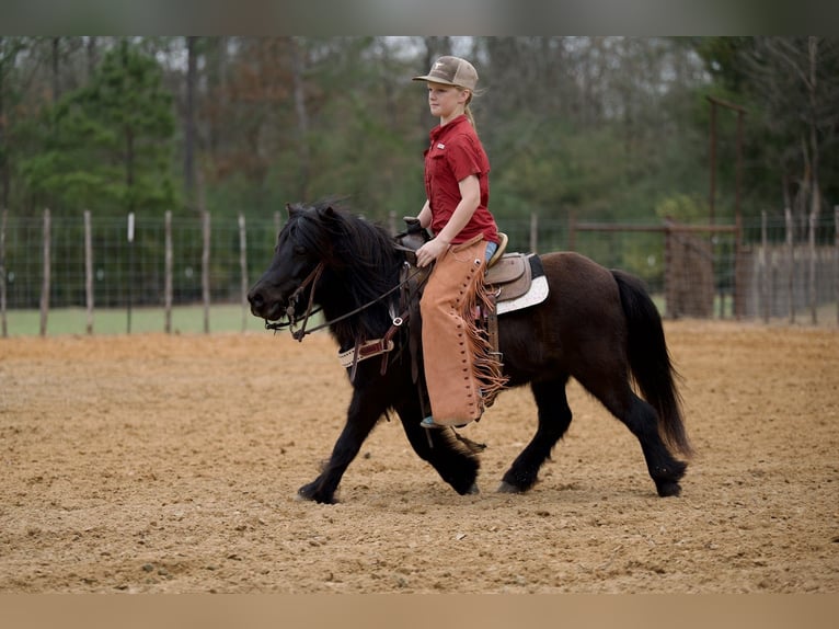 Pony Fell Castrone 9 Anni 107 cm Morello in Bloomburg