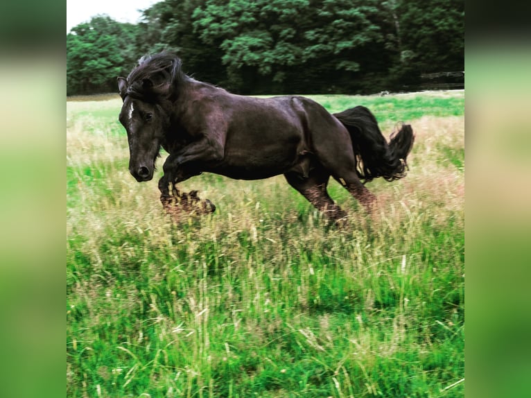 Pony Fell Castrone 9 Anni 143 cm Morello in Reichshof