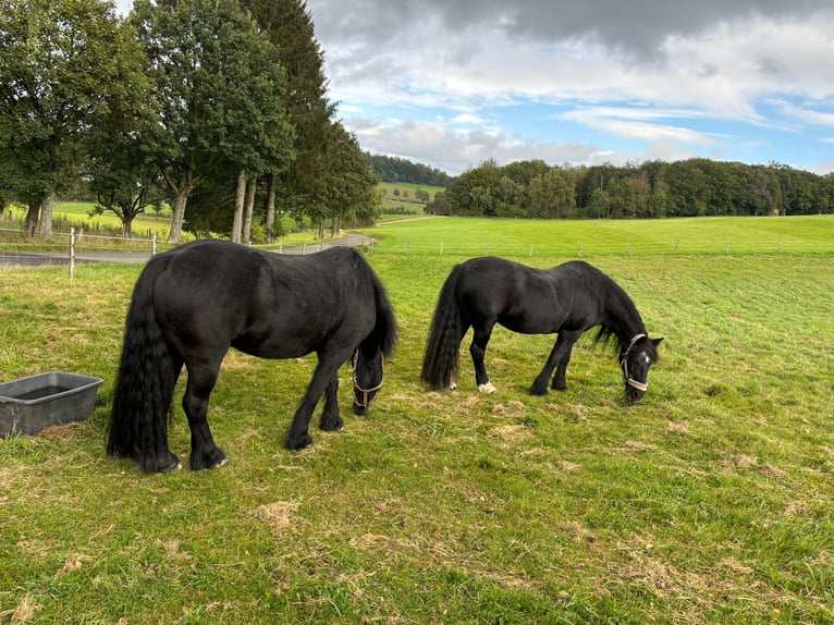 Pony Fell Castrone 9 Anni 143 cm Morello in Reichshof