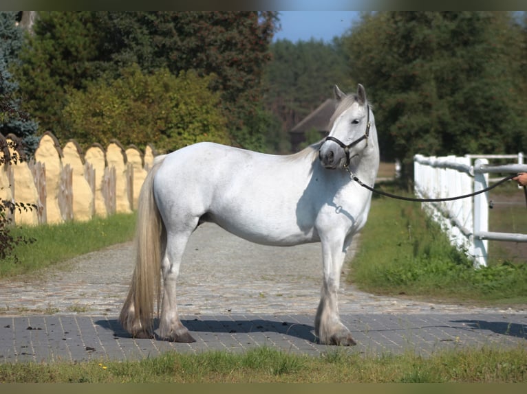 Pony Fell Giumenta 10 Anni 142 cm Grigio in Santok