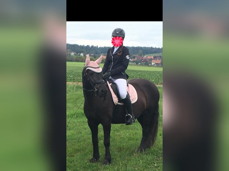 Pony Fell Giumenta 14 Anni 142 cm Morello in Rudolfingen