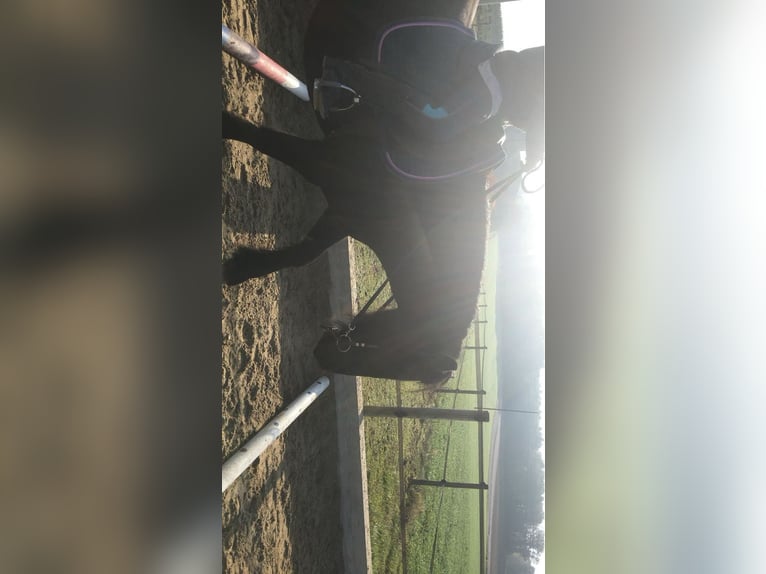 Pony Fell Giumenta 14 Anni 142 cm Morello in Rudolfingen