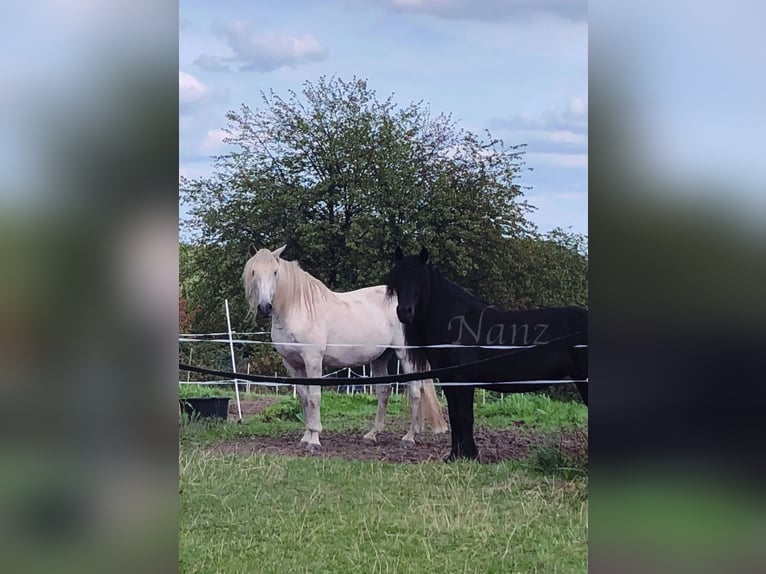 Pony Fell Giumenta 17 Anni 138 cm Morello in Wuppertal