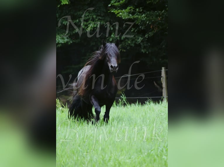 Pony Fell Giumenta 18 Anni 138 cm Morello in Wuppertal