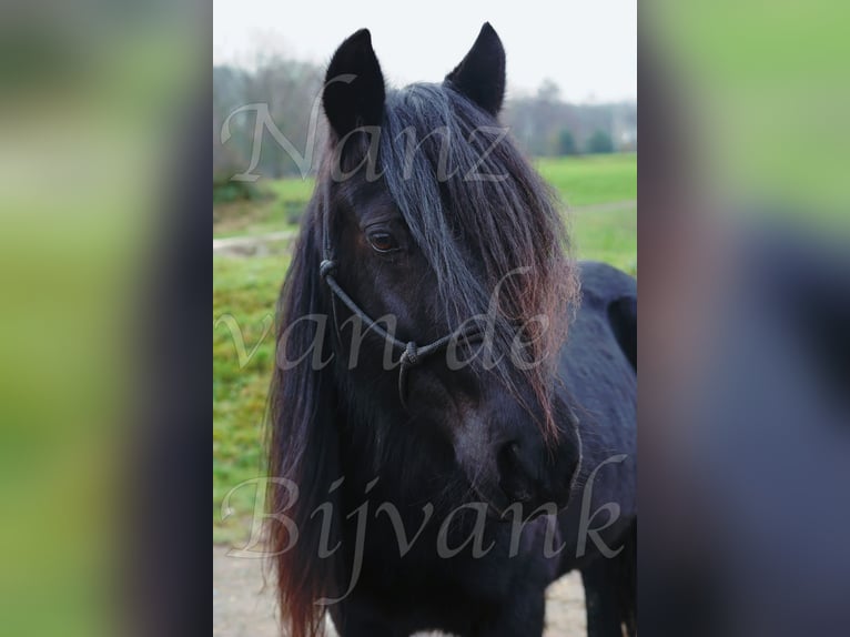 Pony Fell Giumenta 18 Anni 138 cm Morello in Wuppertal
