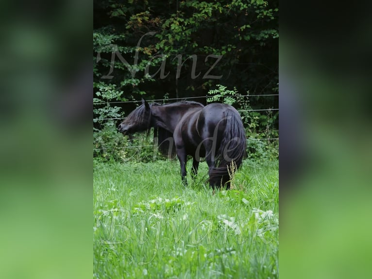 Pony Fell Giumenta 18 Anni 138 cm Morello in Wuppertal