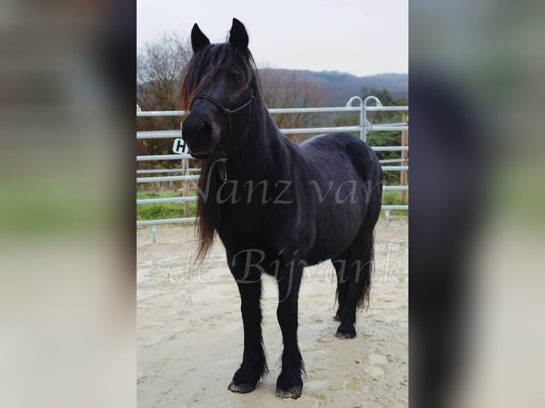 Pony Fell Giumenta 18 Anni 138 cm Morello in Wuppertal