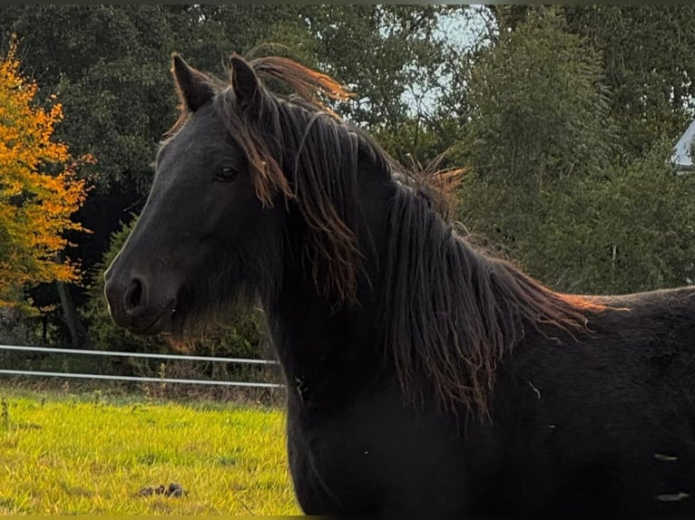 Pony Fell Giumenta 1 Anno 140 cm Morello in Freienwill