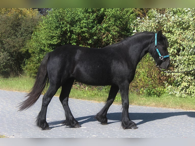 Pony Fell Giumenta 2 Anni 142 cm Può diventare grigio in Santok