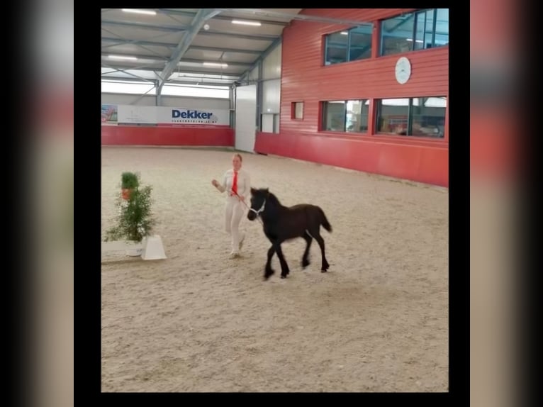 Pony Fell Giumenta 3 Anni 130 cm Morello in Den Ham