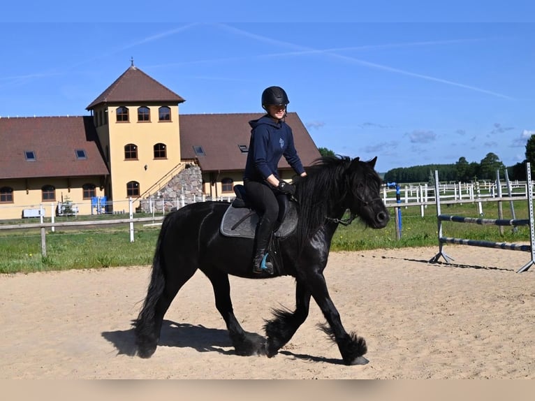 Pony Fell Giumenta 5 Anni 145 cm Morello in Santok