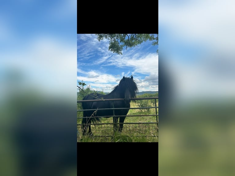 Pony Fell Stallone 11 Anni Morello in Yate