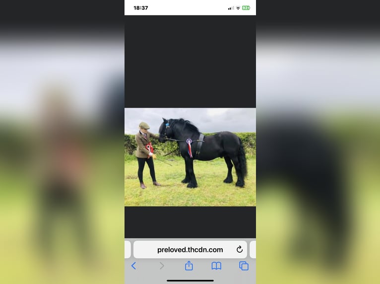 Pony Fell Stallone 9 Anni 132 cm Morello in Yate