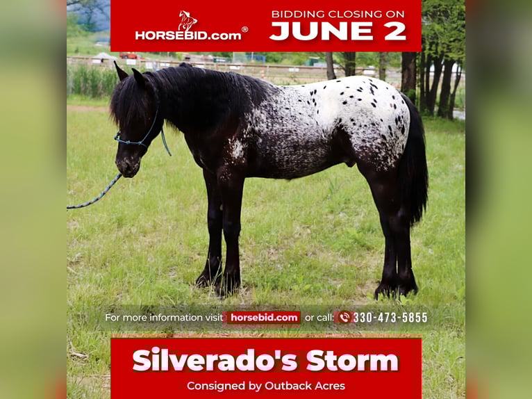 Pony Fell Mix Stallone  130 cm in Dundee, OH