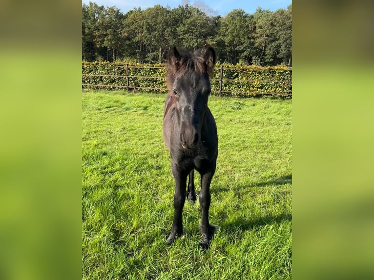 Pony Fell Stallone Puledri (06/2026) 142 cm Morello in Ledeacker