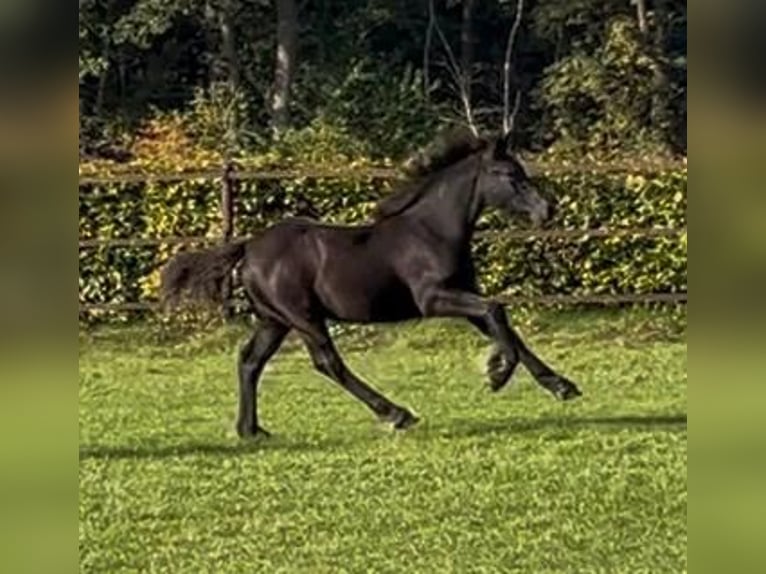 Pony Fell Stallone Puledri (06/2026) 142 cm Morello in Ledeacker