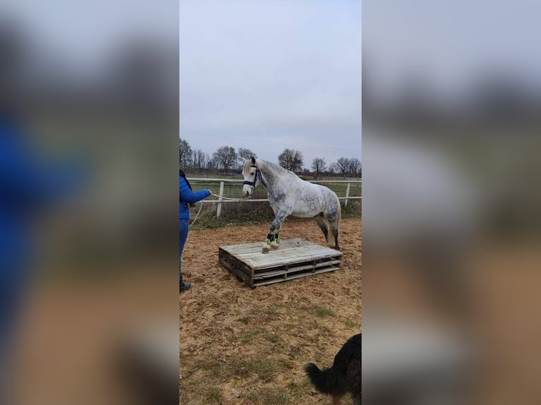 Pony francés de montar a caballo Caballo castrado 10 años 140 cm Tordo rodado in La Rochelle
