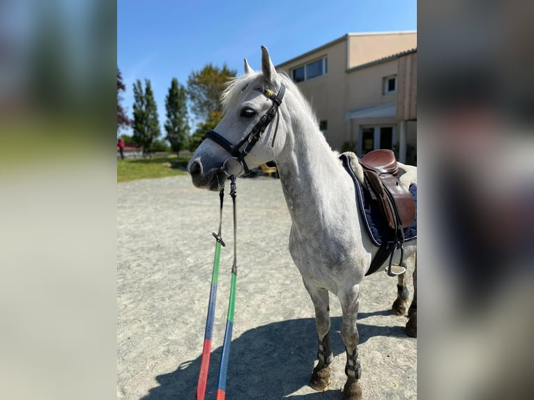 Pony francés de montar a caballo Caballo castrado 10 años 140 cm Tordo rodado in La Rochelle