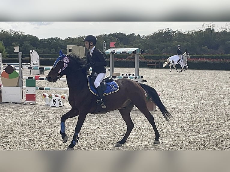 Pony francés de montar a caballo Caballo castrado 10 años 142 cm Castaño in Legnano